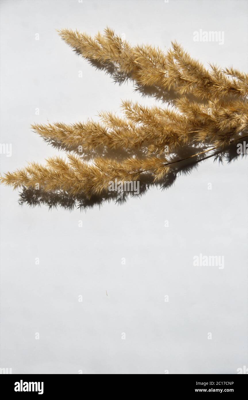 seccare lo spikelet su sfondo bianco con luce brillante Foto Stock