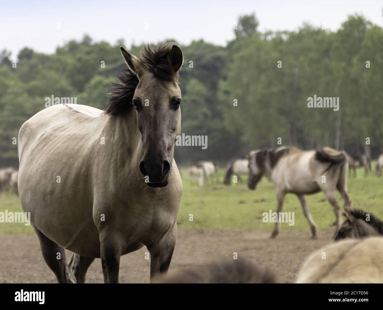 Attento - cavalli selvatici a Merfelder Bruch, Dülmen, Nord Reno-Westfalia, giugno, Foto Stock