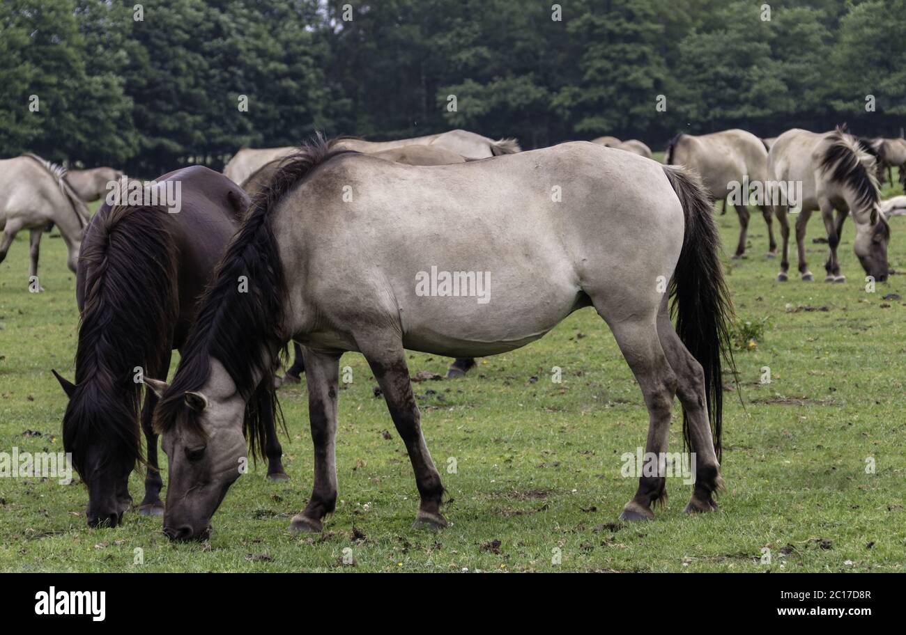 Pascolo pacifico, cavalli selvatici nel Merfelder Bruch, Dülmen, Renania settentrionale-Vestfalia, giugno; Foto Stock