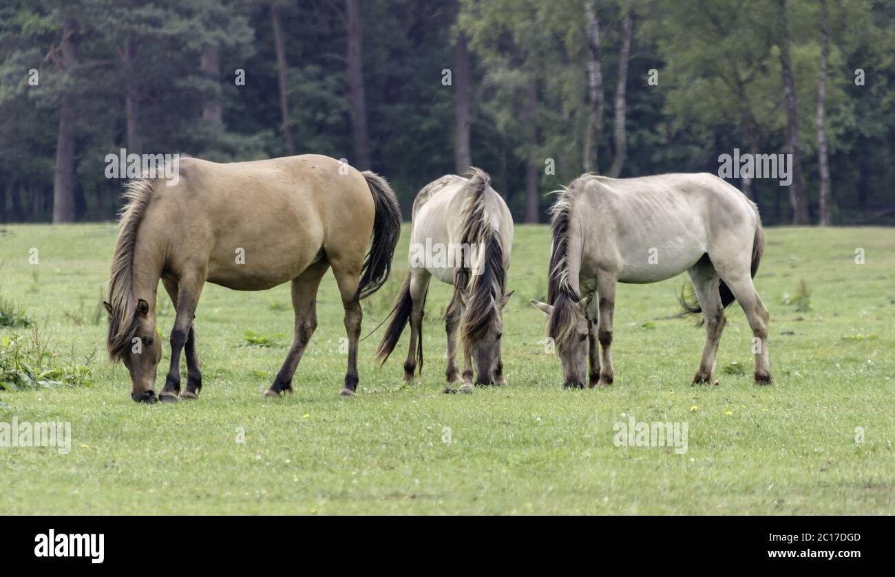 Cavalli selvaggi viventi nella Merfelder break, Dülmen, Renania settentrionale-Vestfalia, giugno, Foto Stock