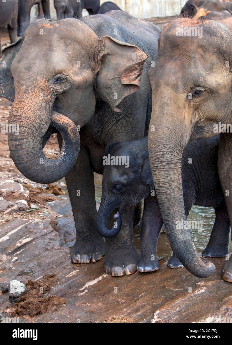 Un vitello elefante cerca sicurezza tra due elefanti adulti al fiume Maha Oya. Gli elefanti provengono dall'Orfanotrofio degli Elefanti di Pinnawala in Sri Lanka Foto Stock