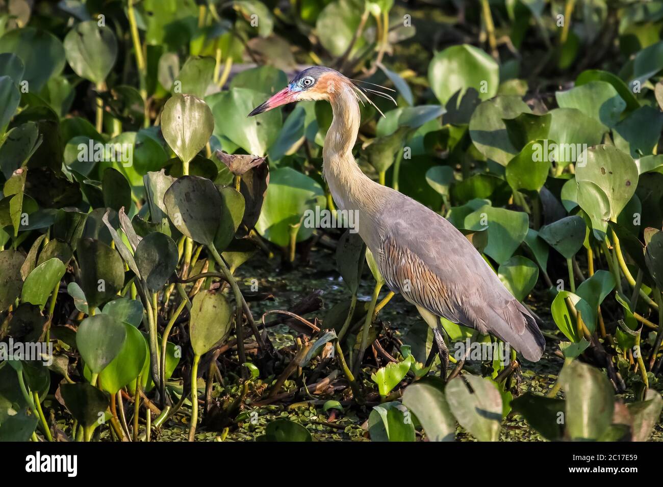 Close up di sibilo heron wading nella palude Pantanal, Brasile Foto Stock