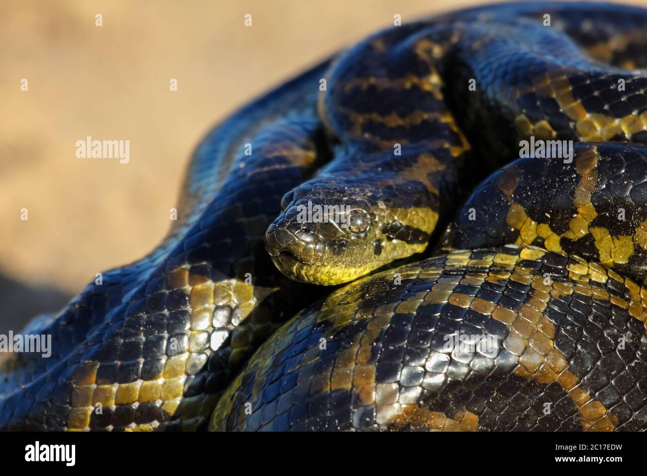 Close up di giovani giallo anaconda posa sulla terra, Pantanal, Brasile Foto Stock