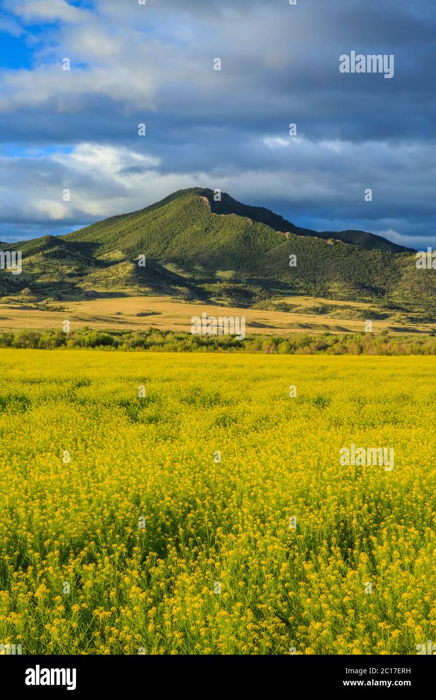 campo di canola sotto la montagna doherty nella valle del fiume masso vicino a cardwell, montana Foto Stock