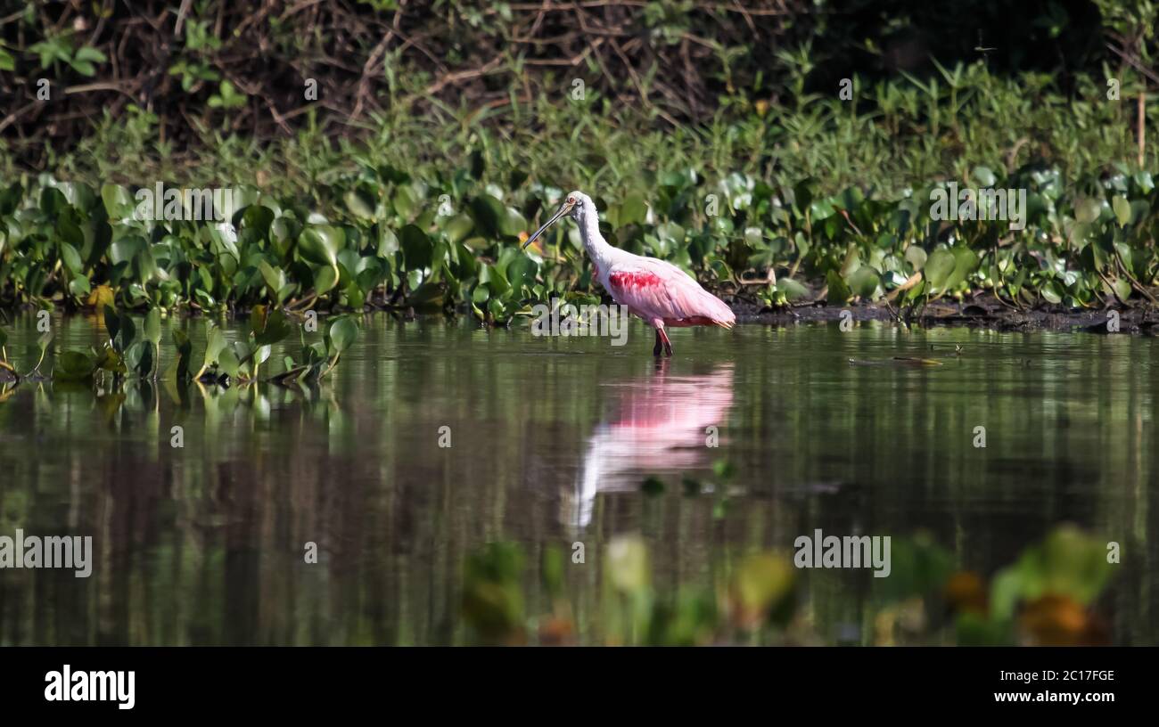 Roseate Spoonbill con riflessi nell'acqua, Pantanal, Brasile Foto Stock