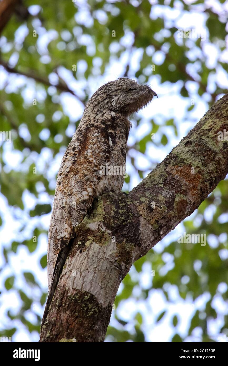 Raro grande potoo difficilmente a differire del tronco di albero, Perfetto mimetismo, Pantanal, Brasile Foto Stock