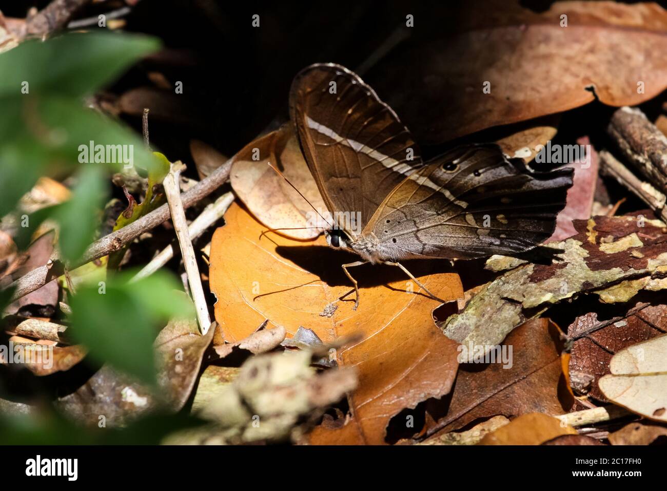 Farfalle tropicali su una foglia morta con ombra; Reserva Sapiranga; Praia do Forte, Brasile Foto Stock