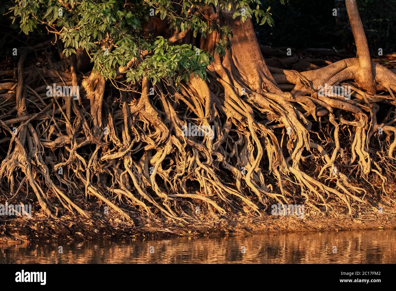Lavate le radici al bordo del fiume nella luce calda del pomeriggio, Pantanal Brasile Foto Stock