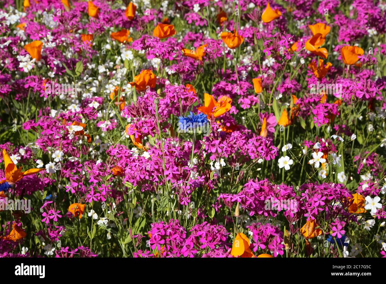 Close up di un colorato prato di fiori selvaggi, Penisola di Kenai, Alaska Foto Stock