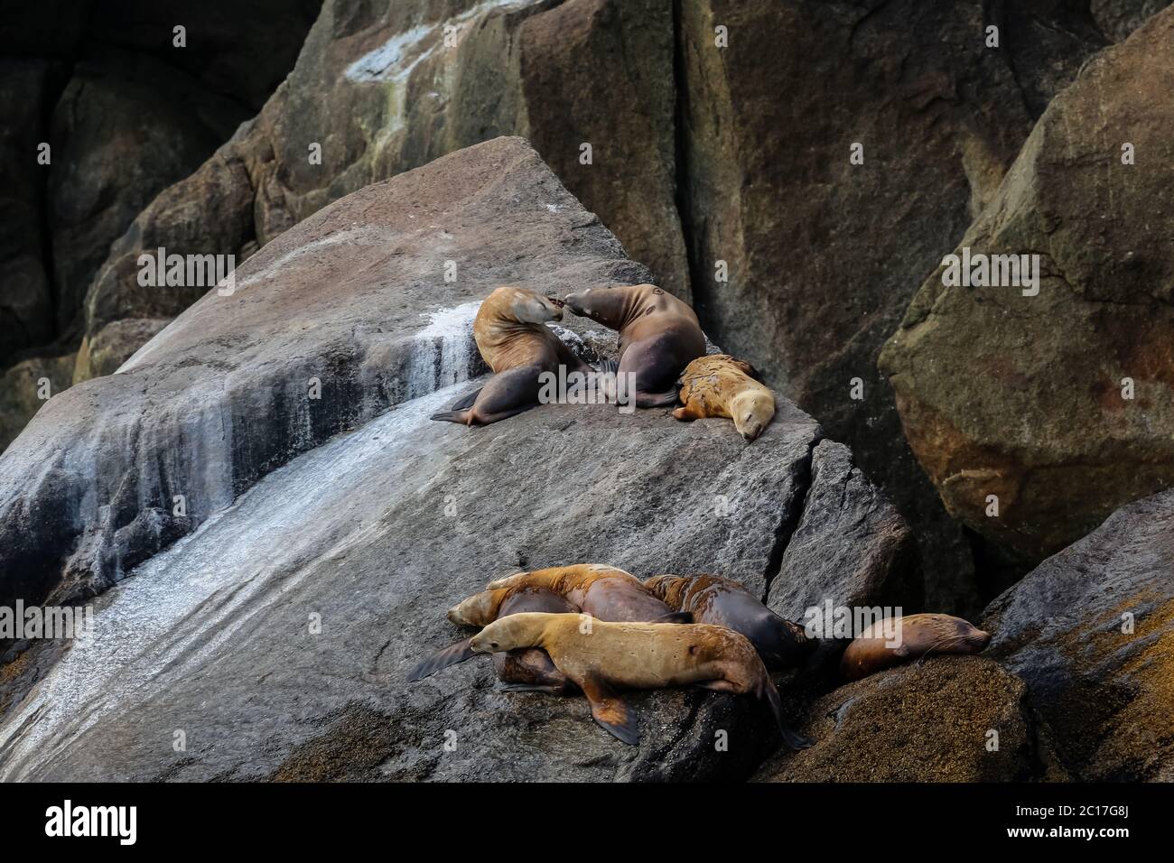Gruppo stellare di leoni di mare in appoggio sulle rocce, il Parco nazionale di Kenai Fjords, Alaska Foto Stock