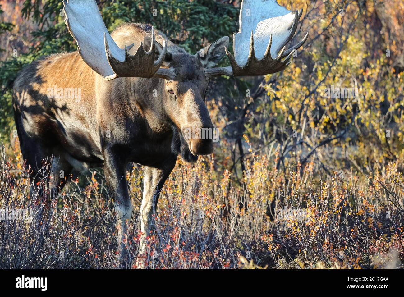 Primo piano di un Moose maschio con enormi antlers alla luce del tardo pomeriggio nel Parco Nazionale di Denali, Alas Foto Stock