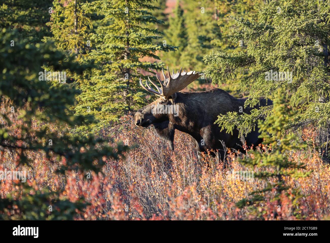 Impressionante Moose maschio nel tardo pomeriggio luce e autunnale paesaggio nel Denali National Park, al Foto Stock