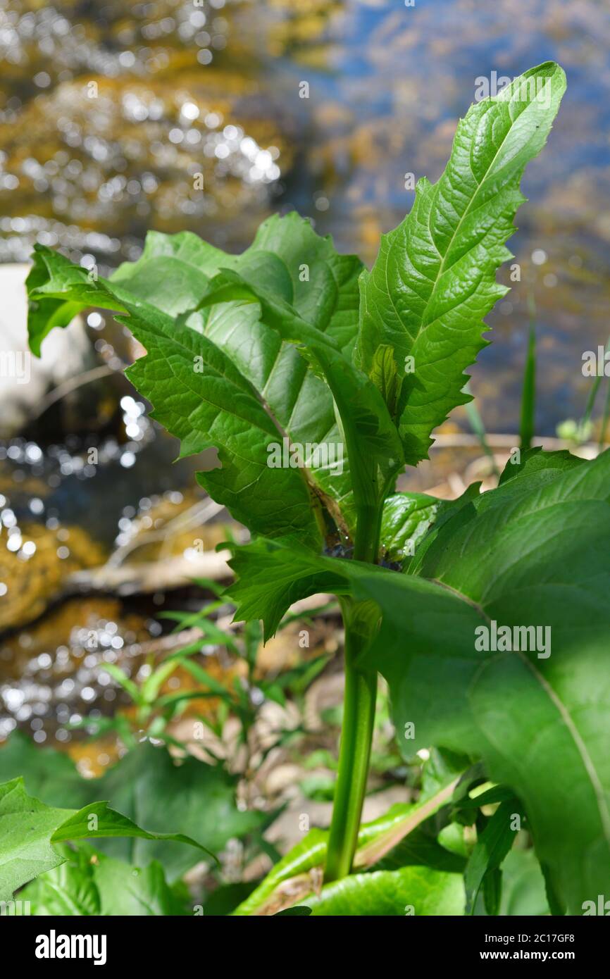 Primo piano della Coppa pianta Silphium perfoliatum in primavera accanto Lovers Creek a Barrie Ontario che mostra la tazza d'acqua al gambo Foto Stock