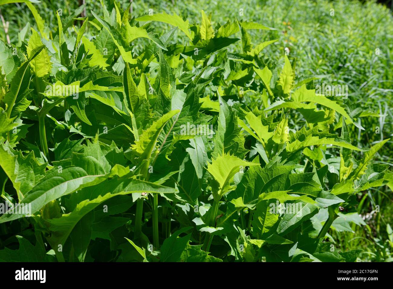 Gruppo di Coppa pianta Silphium perfoliatum in primavera accanto Lovers Creek zona umida in Barrie Ontario Foto Stock
