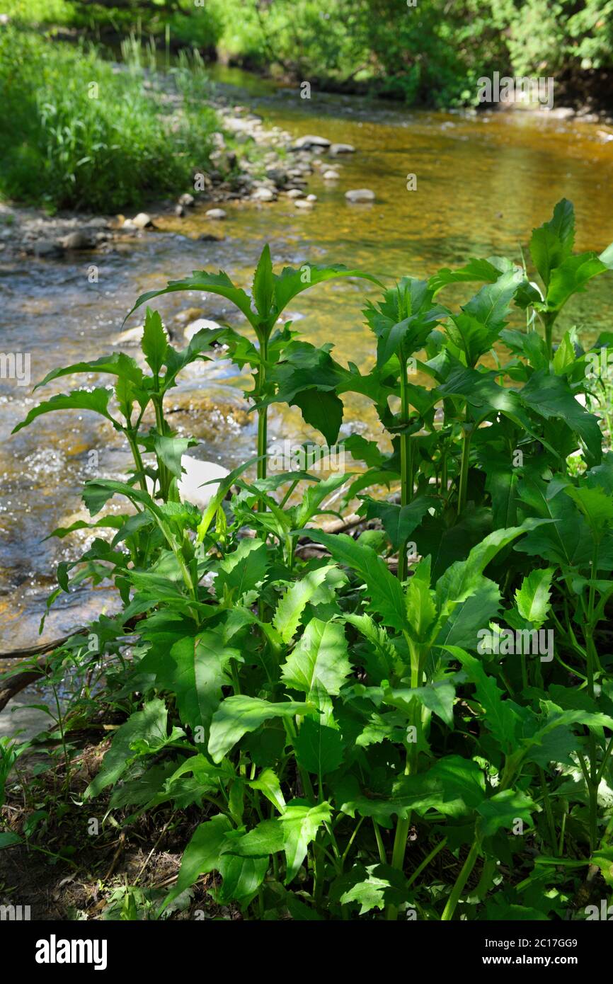 La Coppa pianta Silphium perfoliatum in primavera accanto Lovers Creek a Barrie Ontario Foto Stock