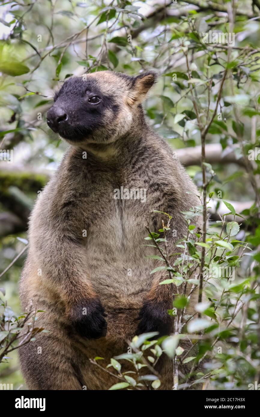 Primo piano di un canguro molto raro Lumholtz albero che sale su un albero nella foresta pluviale, di fronte, Atherto Foto Stock