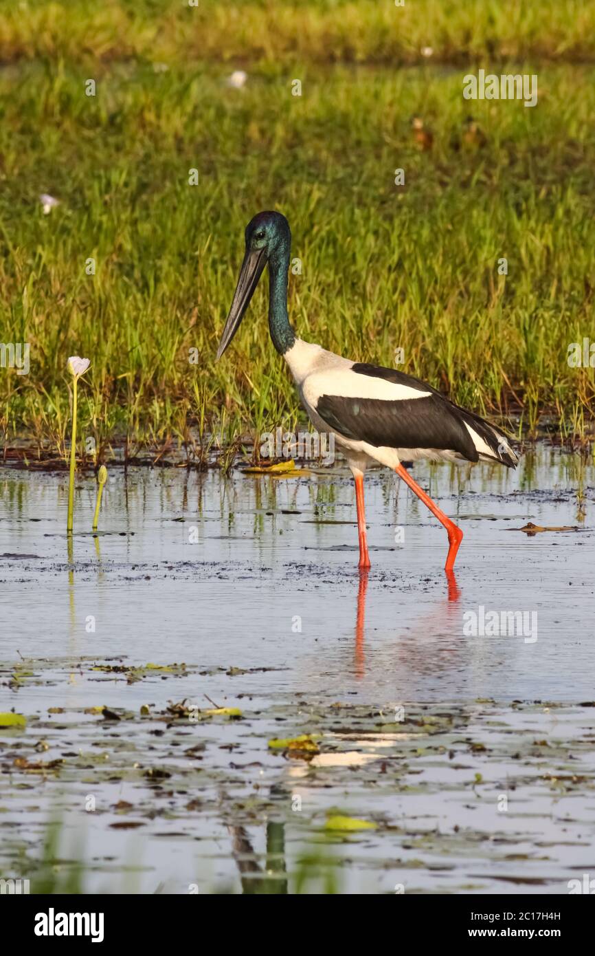 Cicogna nera o Jabiru che guada in un billabong alla ricerca di preda, acqua gialla, Kakadu National Foto Stock