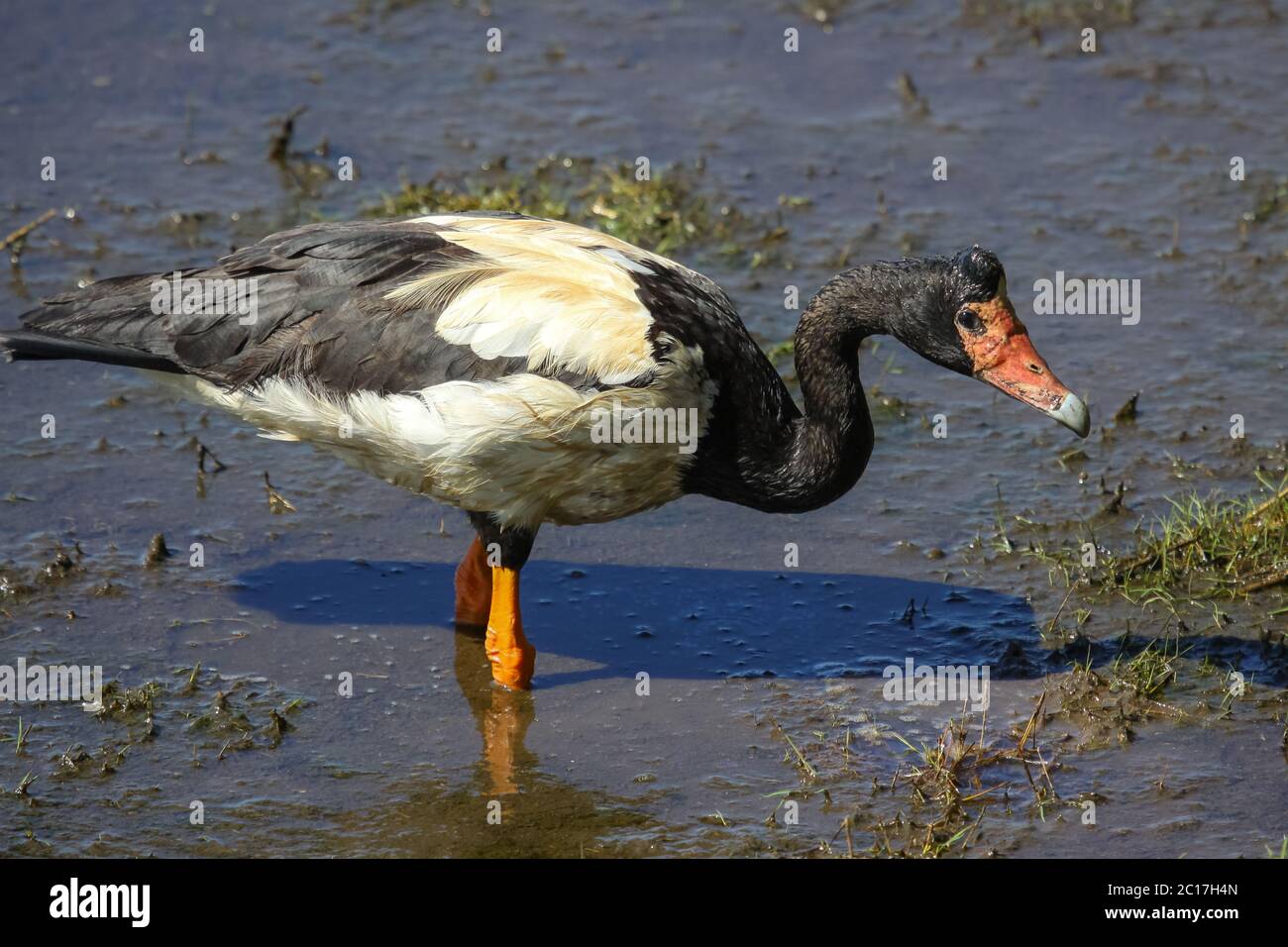 kakadu np, oca gazza, territorio settentrionale, australia, magpie, oca, natura, animale, fauna selvatica, bir Foto Stock