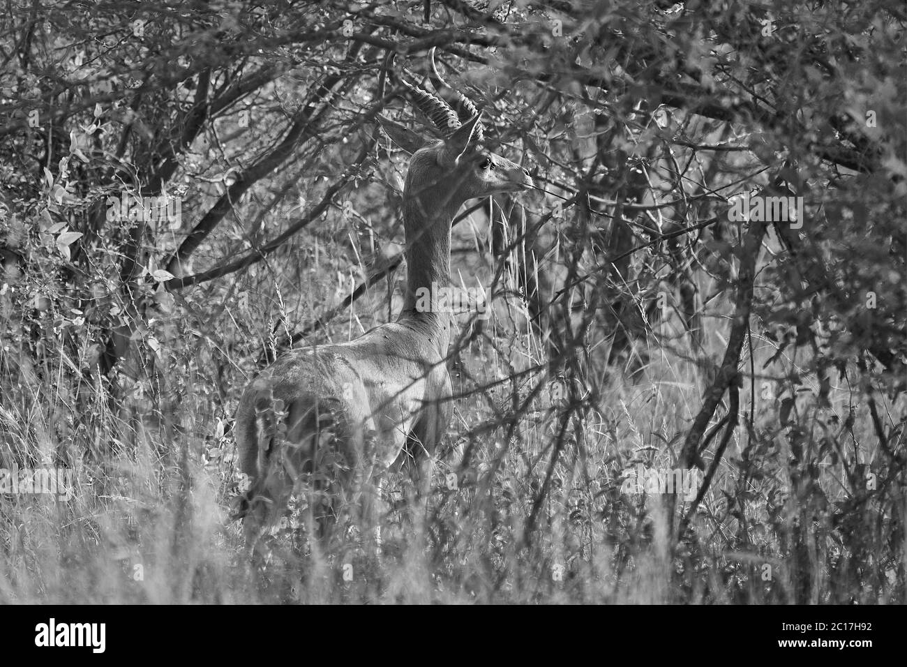 Gerenuk Litocranius walleri giraffe gazelle antilope Amboseli Foto Stock