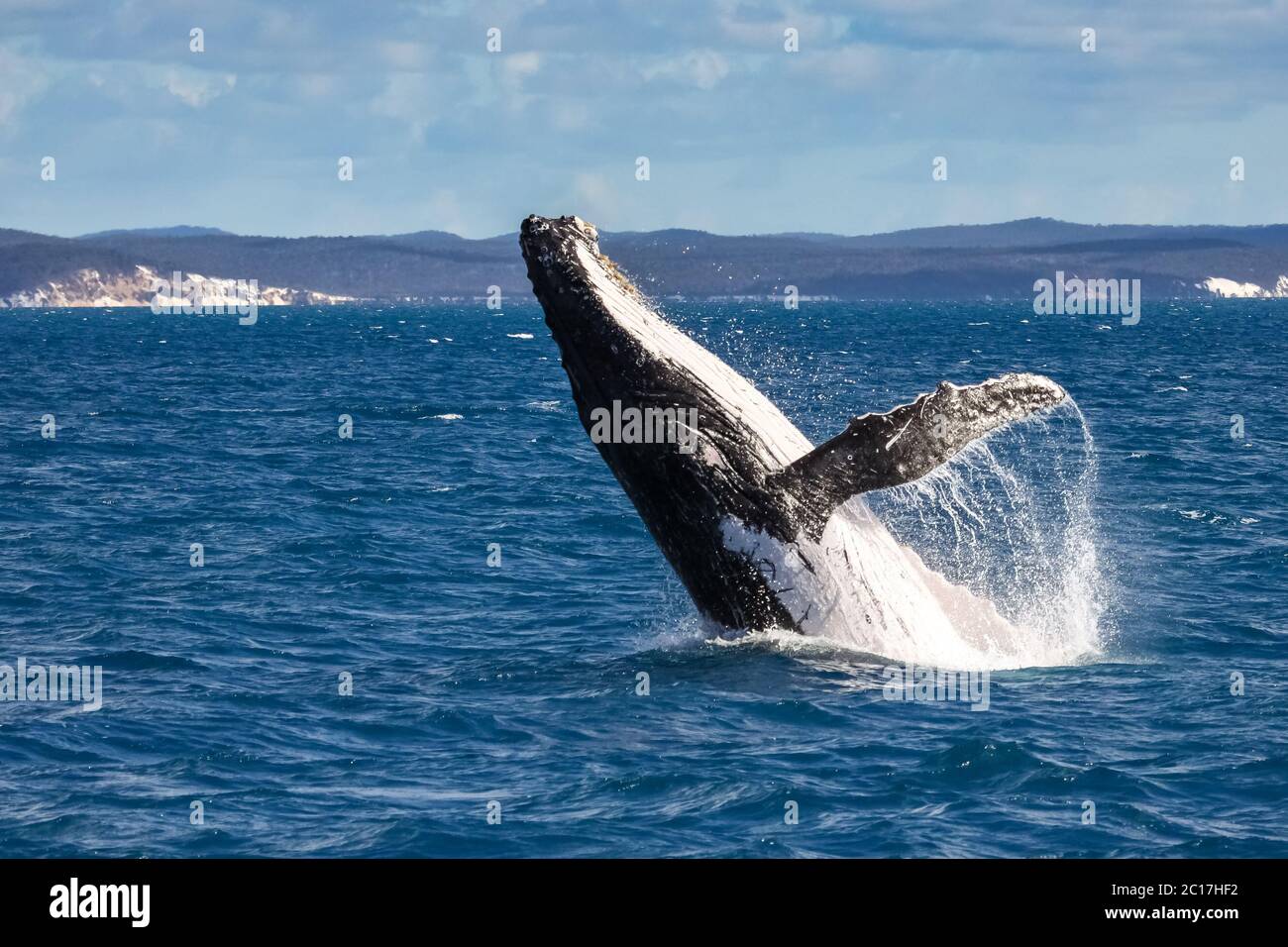 Humpback Whale spy hopping, Hervey Bay Queensland Foto Stock