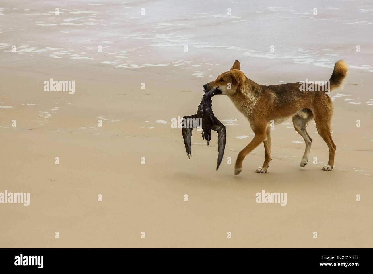 Dingo australiano con la sua preda, un petrel dei bullers a 75 miglia di spiaggia, Fraser Island, Queensland, Austra Foto Stock