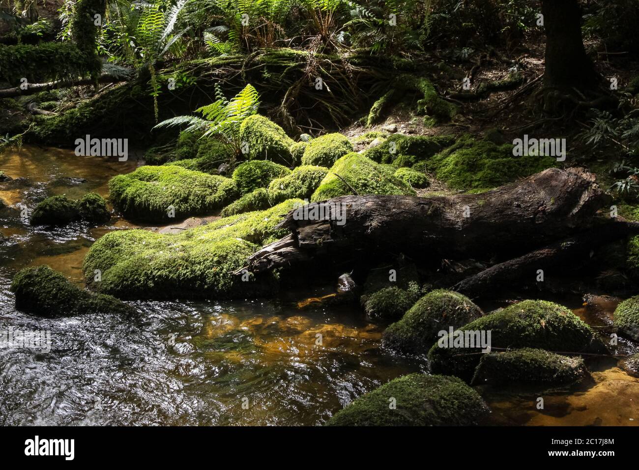 Creek che scorre attraverso la soleggiata foresta pluviale, San Colombano cade, Tasmania, Australia Foto Stock
