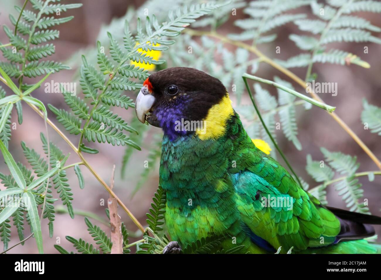 Close up di un Port Lincoln parrot, Gloucester National Park, Australia occidentale Foto Stock