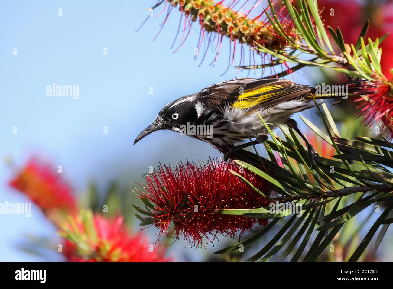 In prossimità di una New Holland honeyeater appollaiate su un Banksia, Esperance, Australia occidentale Foto Stock
