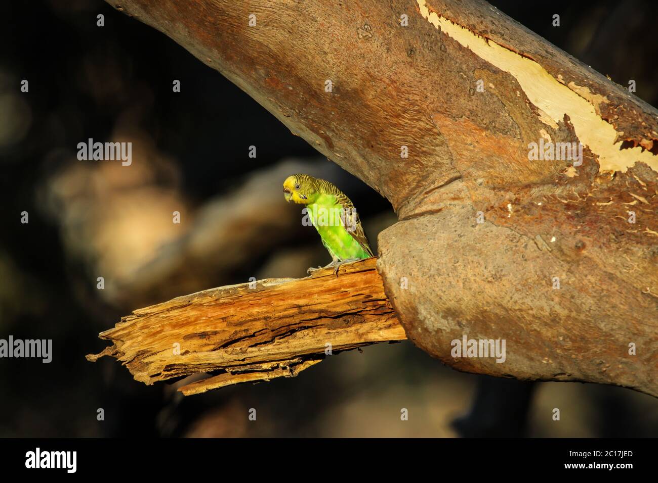 Budgerigar appollaiate su un ramo al pomeriggio di luce, Kings Canyon, Territorio del Nord Foto Stock