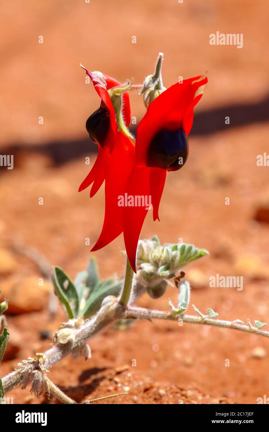 Close up Sturts desert pea, meravigliosi fiori selvaggi e floreali ed emblema del Sud Australia Foto Stock