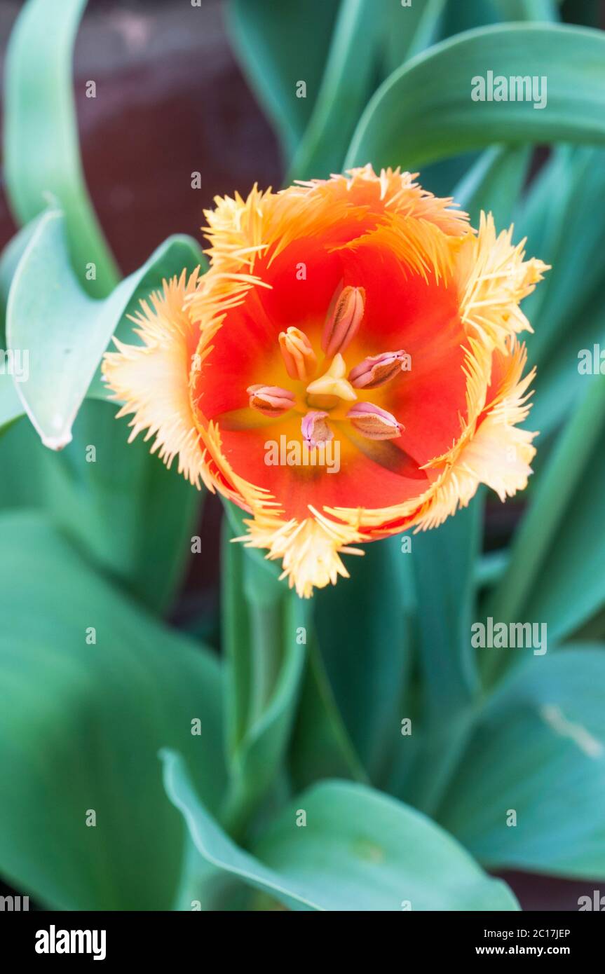 Primo piano di un tulipa frangiato. Un tulipano arancione con una sola frange da metà a tarda primavera appartenente al gruppo crisspa con frange della Divisione 7 tulipani Foto Stock