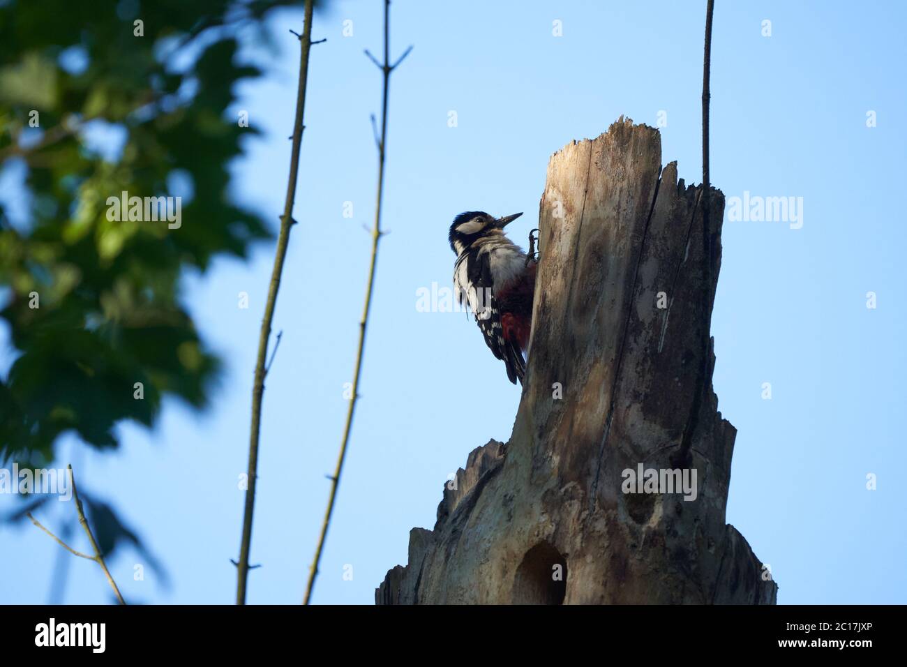 Grande picchio macchiato Dendrocopos Svizzera principale davanti al suo albero di casa intero Foto Stock