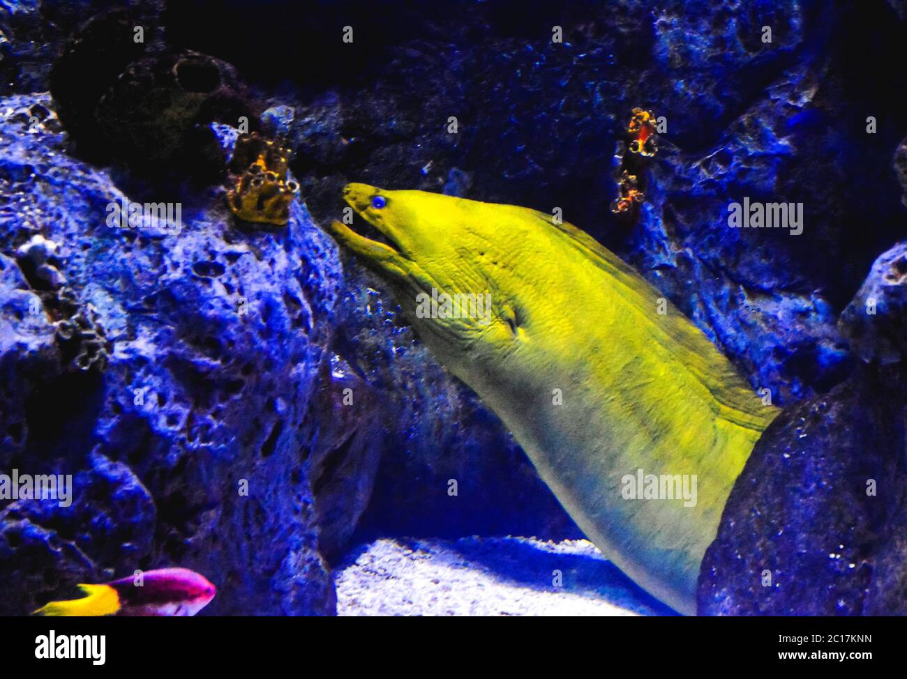 Acquario pieno di bellissimi pesci tropicali Foto Stock