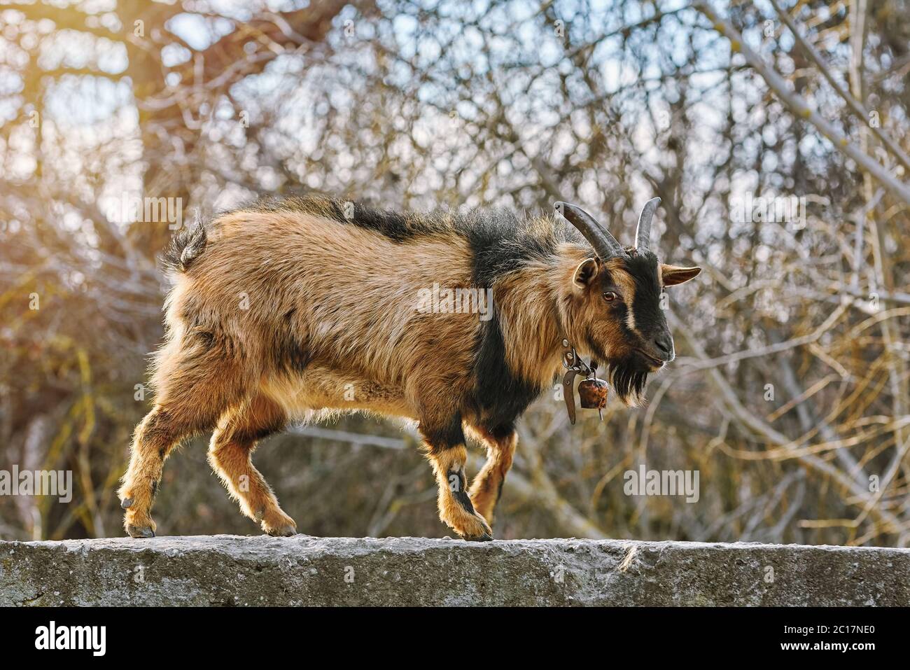 Capra su parapetto Foto Stock