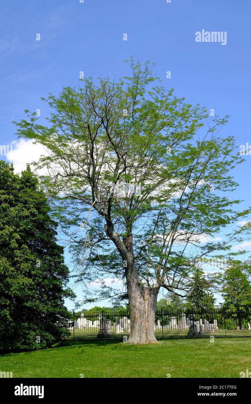 Un albero di testimonianza nel cimitero nazionale di Gettysburg - l'albero era vivo al tempo della battaglia di Gettysburg nel luglio 1863 Foto Stock
