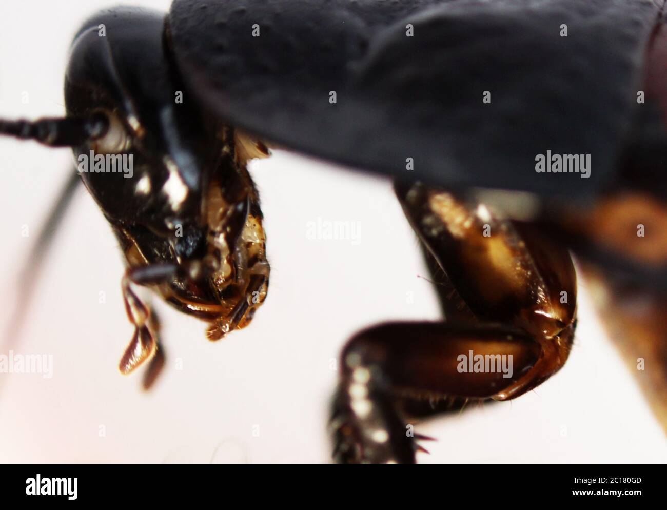 Macro foto Madagascar sibilo scarafaggio Gromphadorhina portentosa a portata di mano su sfondo bianco. Primo piano. Foto Stock