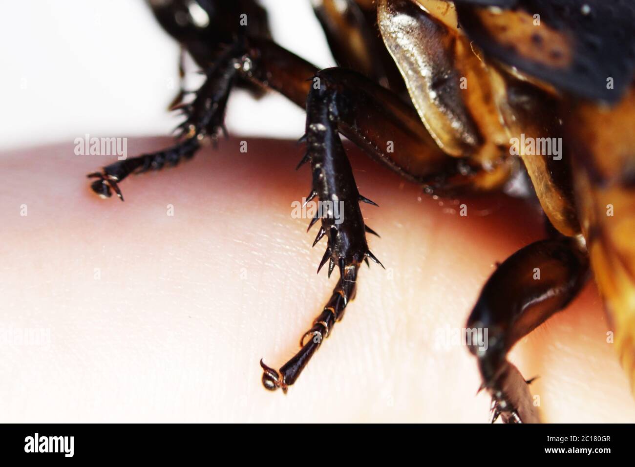 Macro foto Madagascar sibilo scarafaggio Gromphadorhina portentosa a mano su sfondo bianco struttura delle gambe con cla Foto Stock