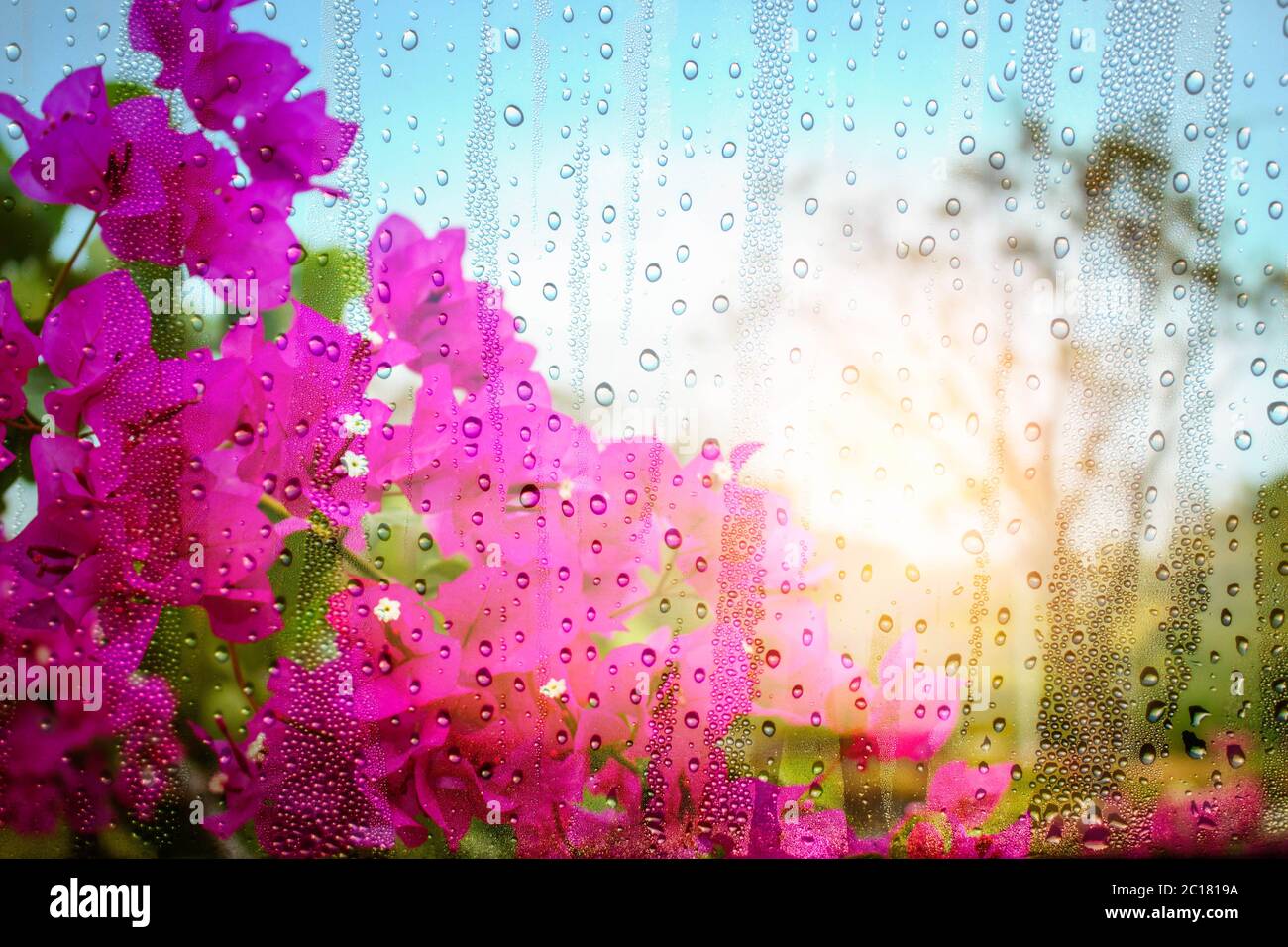 fiori e gocce d'acqua su vetro. Foto Stock