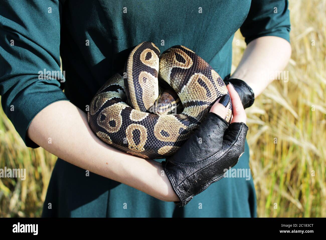 Snake Royal Python, o Ball Python Python regio nelle braccia della ragazza in semipersides nero. Foto Stock