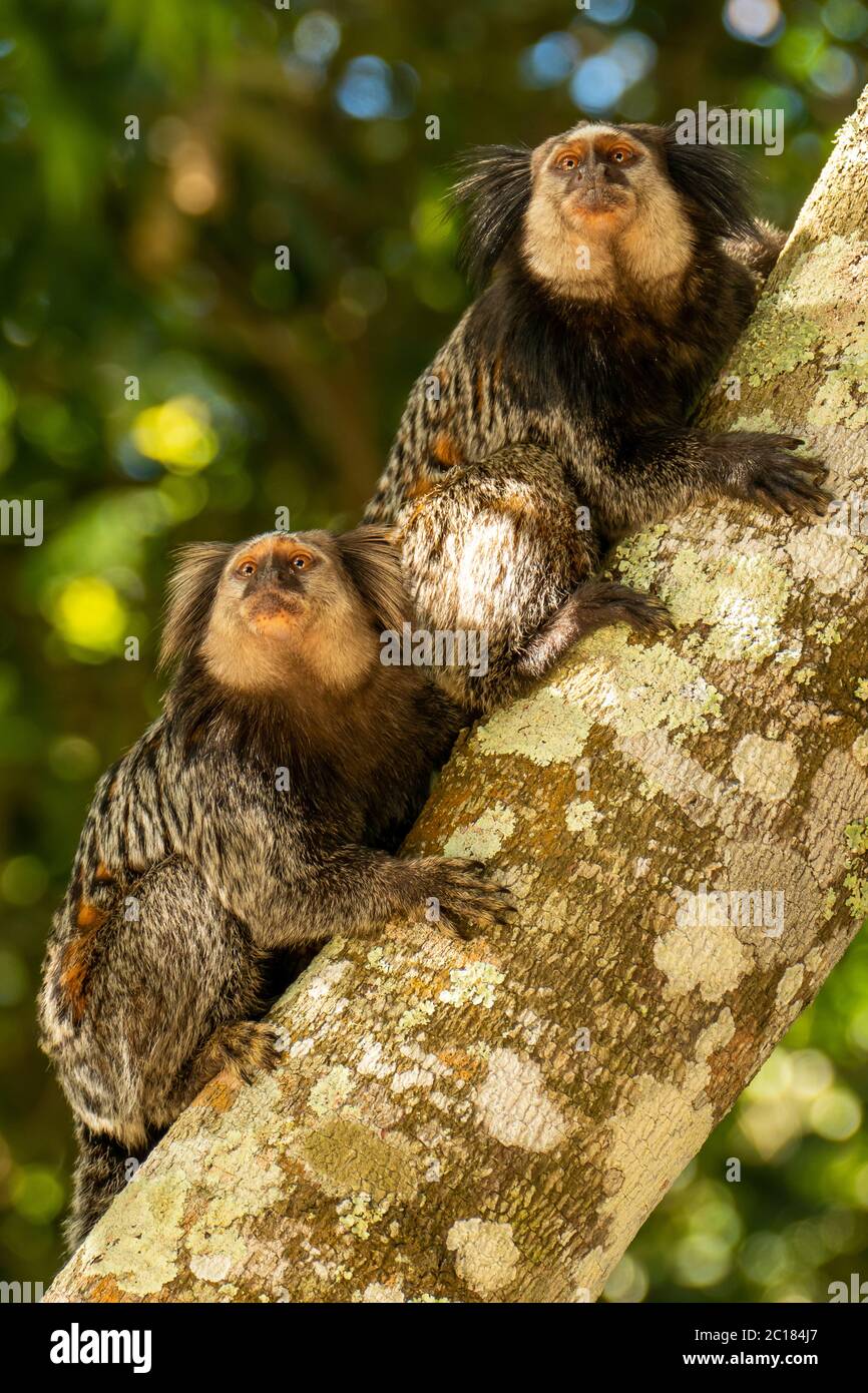 Primo piano di un marmoset con tufted neri, Foresta Atlantica, Brasile Foto Stock