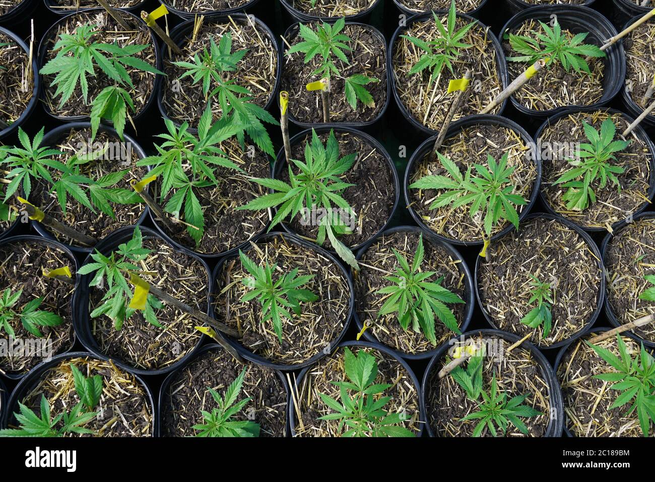 piantine di cannabis pronte per il trapianto in una fattoria Foto Stock