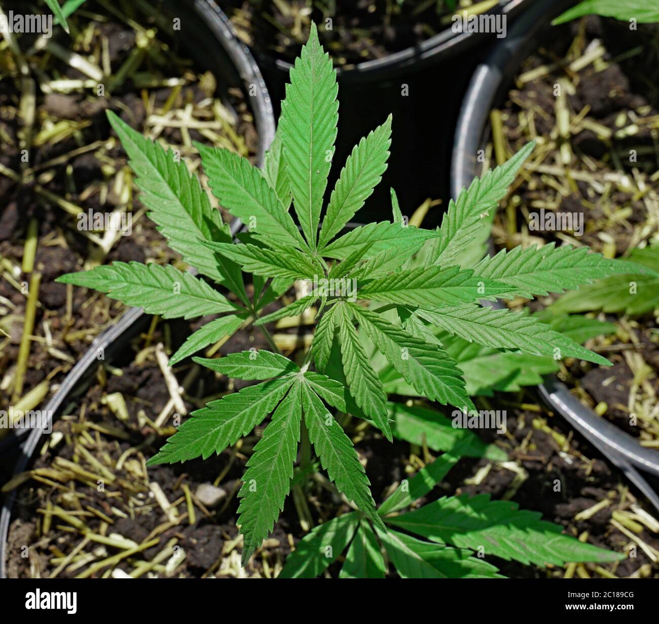 piantine di cannabis pronte per il trapianto in una fattoria Foto Stock