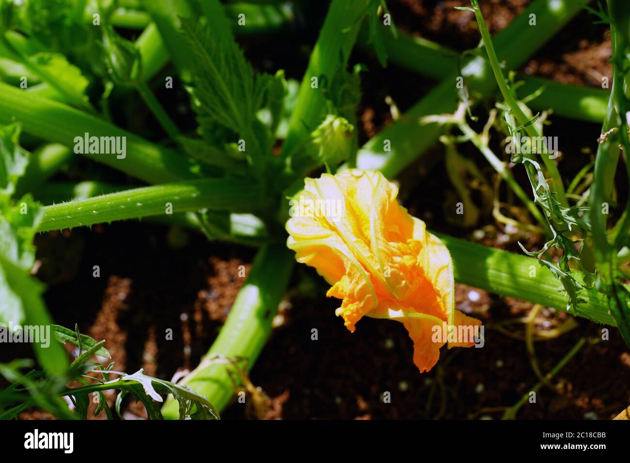 Fiori di zucchine che crescono su una pianta in un contenitore Foto Stock