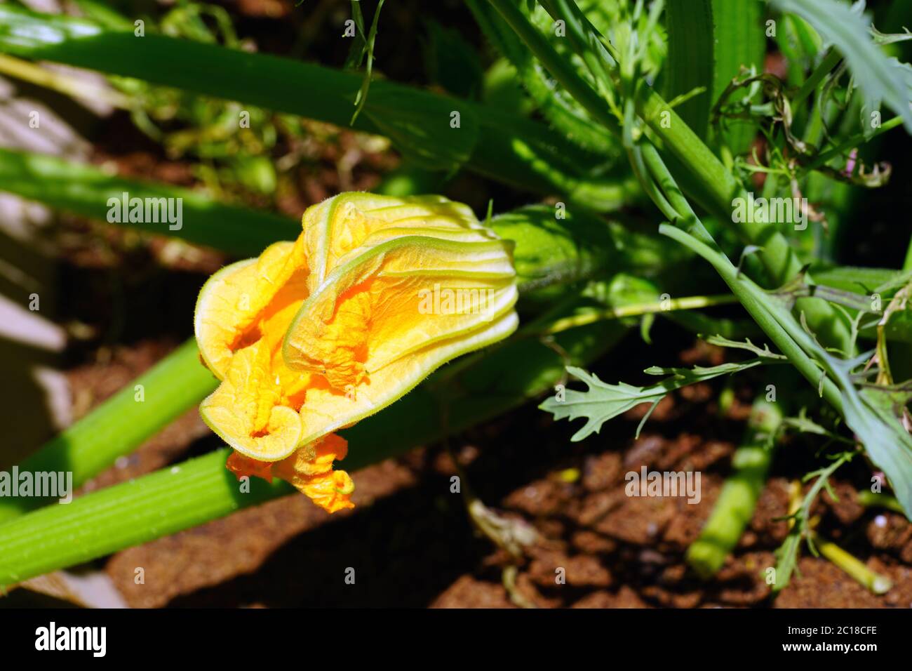 Fiori di zucchine che crescono su una pianta in un contenitore Foto Stock