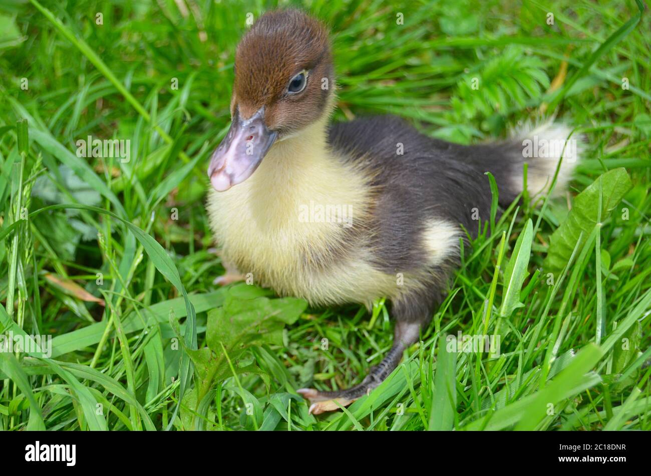 Il piccolo closeup di anatra muschio Foto Stock