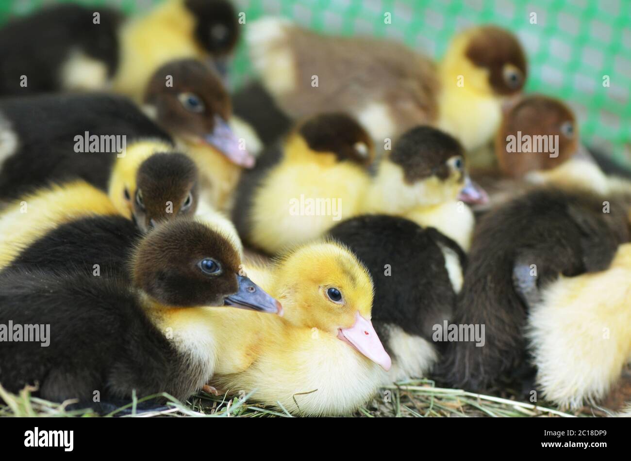 Il piccolo closeup di anatra muschio Foto Stock