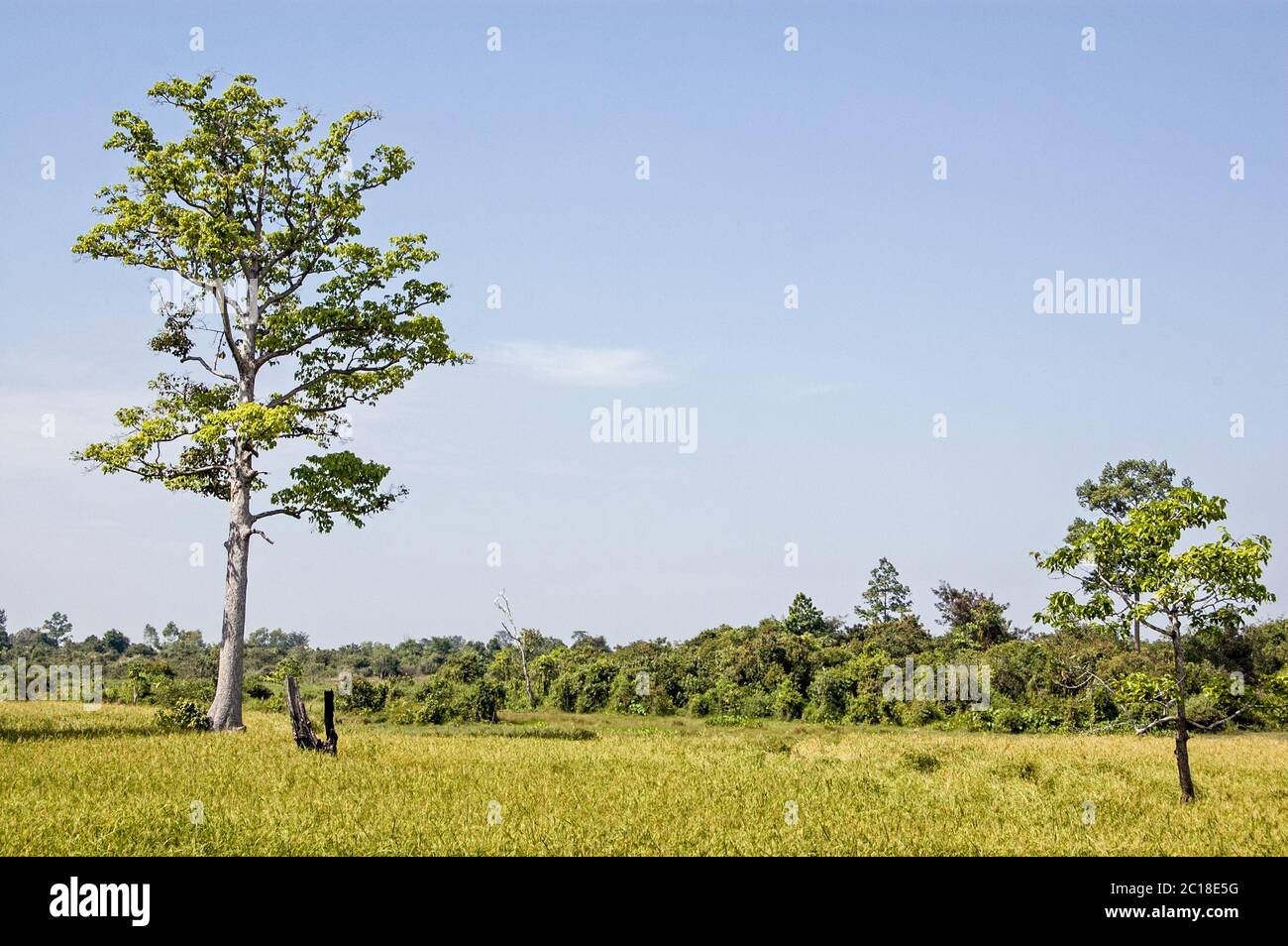 Risaie nella campagna cambogiana. Provincia di Siem Reap. Foto Stock