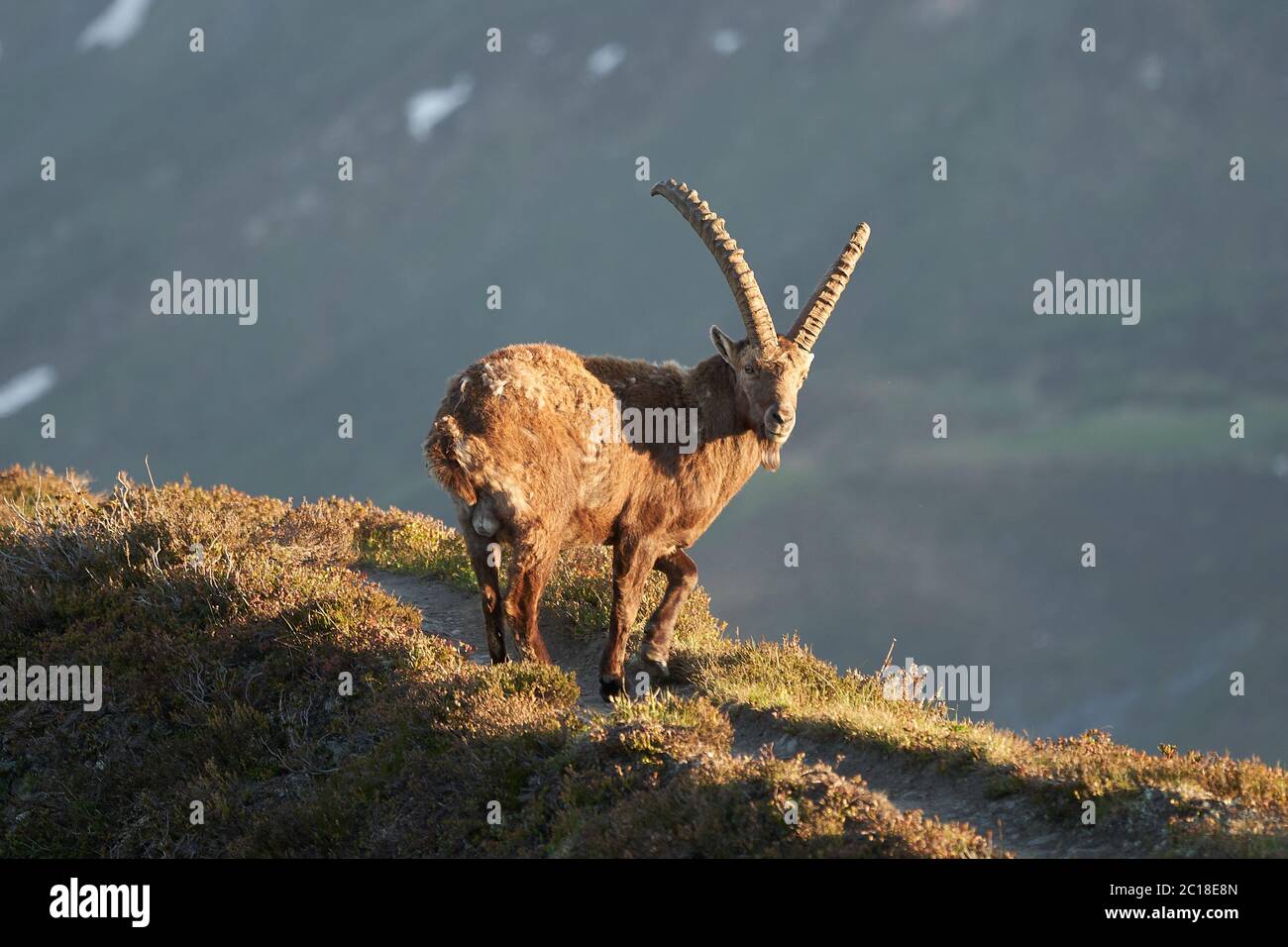 Capricorno Ibex Capra stambex montagna Alpi svizzere Foto Stock