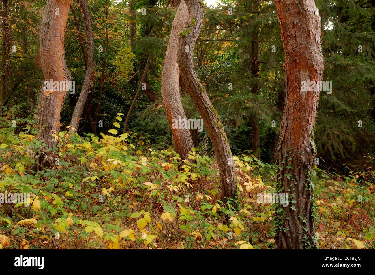 WA16750-00...WASHINGTON - alberi piegati e ritorti in una sezione boschiva del Kubota Gardens City Park di Seattle. Foto Stock