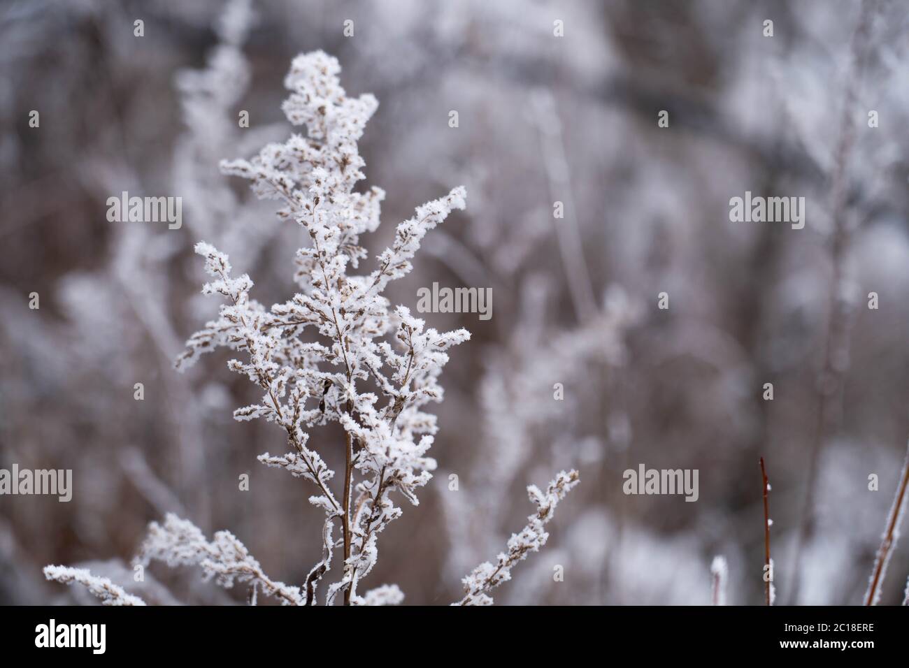 Ramo di albero coperto di neve in inverno. Impianto congelato con fondo invernale freddo. Foto Stock